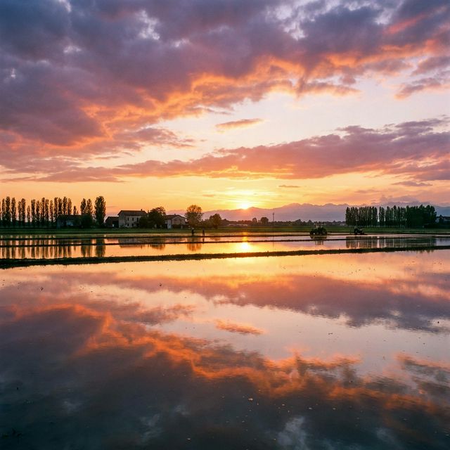 I riflessi spettacolari delle risaie.